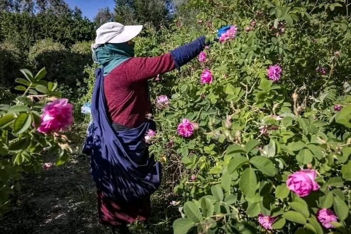 Une femme cueille des roses de Damas à la main dans une parcelle de la vallée